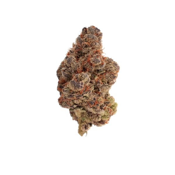 AMICI 22/1 BH (Blueberry Headband)